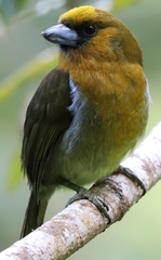 Prong-Billed Barbet photo 2