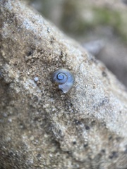 Eopolita protensa