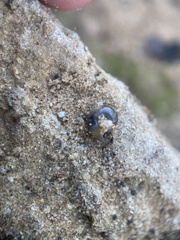 Eopolita protensa