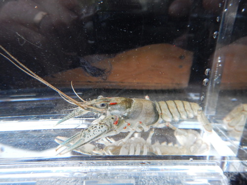 Faxonius texanus