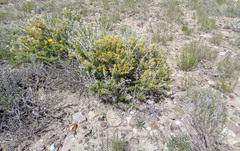 Tetradymia nuttallii