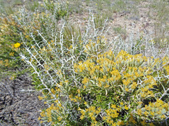 Tetradymia nuttallii