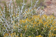 Tetradymia nuttallii