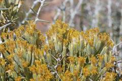 Tetradymia nuttallii