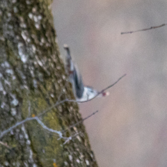 Sitta carolinensis