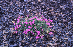 Dianthus microlepis