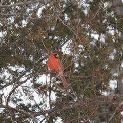 Cardinalis cardinalis