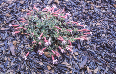 Silene foetida