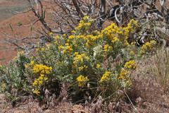 Tetradymia nuttallii