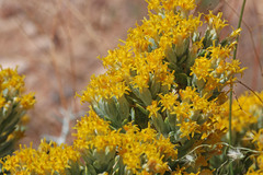 Tetradymia nuttallii