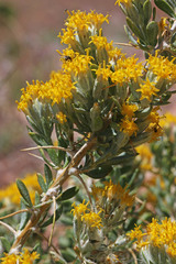 Tetradymia nuttallii