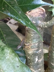 Anolis