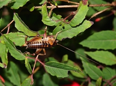 Hemiandrus maia