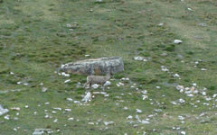 Hippocamelus antisensis