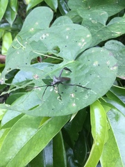 Acanthocephala heissi