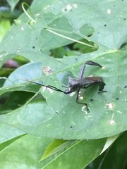 Acanthocephala heissi