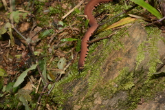 Macroperipatus torquatus