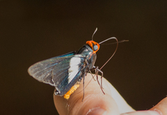 Pyrrhopygopsis socrates