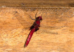 Erythemis mithroides