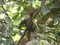 Basiliscus vittatus