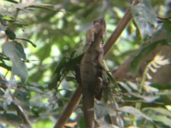 Basiliscus vittatus