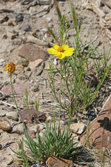 Thelesperma subnudum