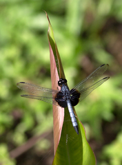 Erythrodiplax unimaculata