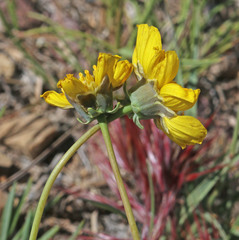 Thelesperma subnudum
