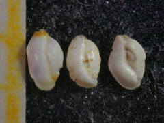Massilina