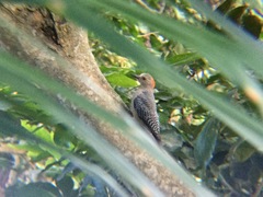 Melanerpes aurifrons