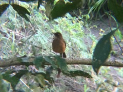 Turdus grayi