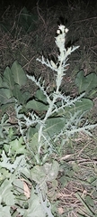 Launaea mucronata