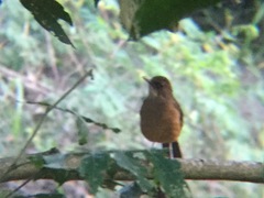Turdus grayi