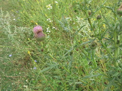 Cirsium ukranicum