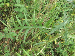 Cirsium ukranicum