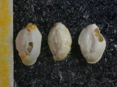 Massilina