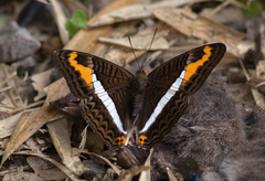 Adelpha corcyra collina