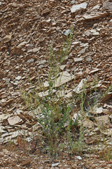 Thelypodiopsis elegans