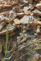 Thelypodiopsis elegans