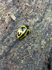 Aegithus quadrinotatus