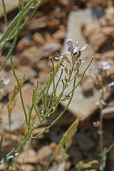 Thelypodiopsis elegans