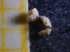 Massilina