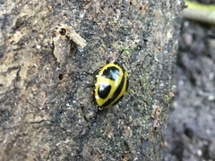 Aegithus quadrinotatus