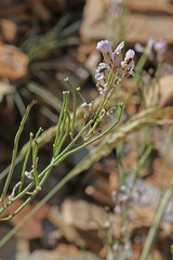 Thelypodiopsis elegans
