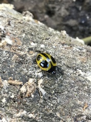 Aegithus quadrinotatus