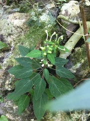 Scutellaria orichalcea