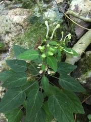 Scutellaria orichalcea