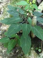 Scutellaria orichalcea