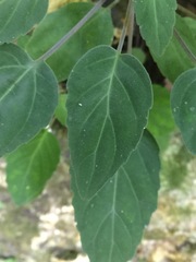 Scutellaria orichalcea