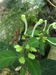 Scutellaria orichalcea